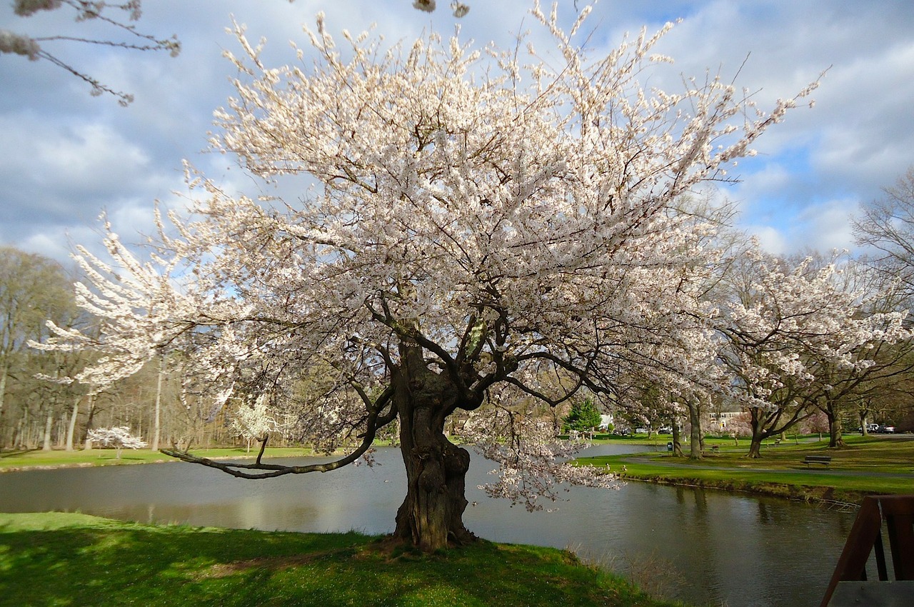 tree in new jersey